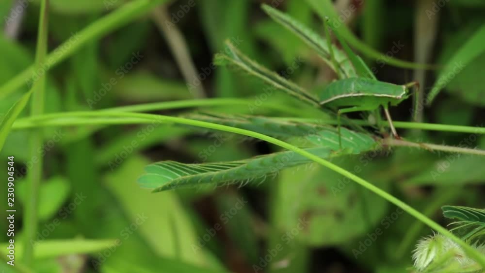 Mimosa pudica reacting to stimulus Mimosa pudica reacting to stimulus