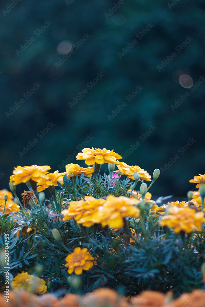 flowerbed with marigolds on blue-green background