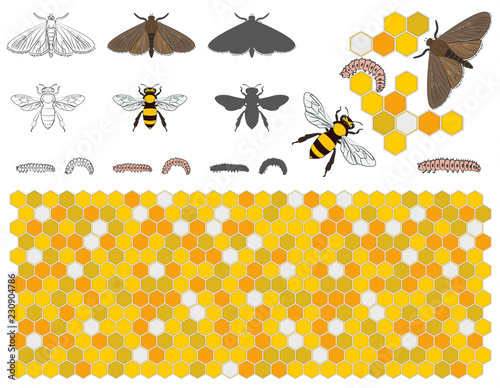 Bee, wax moth, waxworm, bee comb