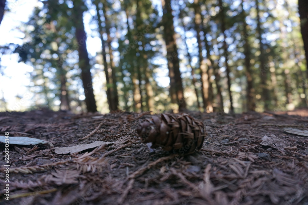 Pincone Pincone