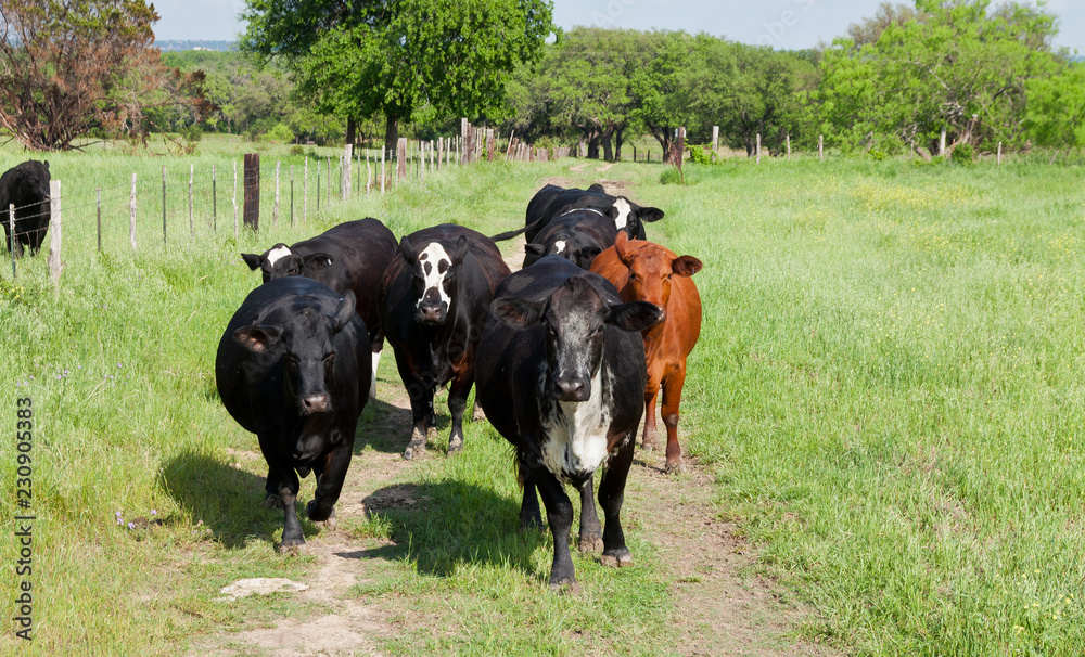 Cattle Walk Cattle Walk