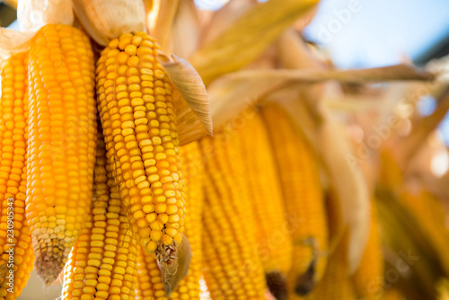 Close up of drying corn cobs