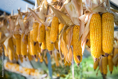 drying yellow corn cobs hanging in greenhouse