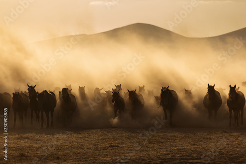 Landscape of wild horses running at sunset with dust in background. © danmir12