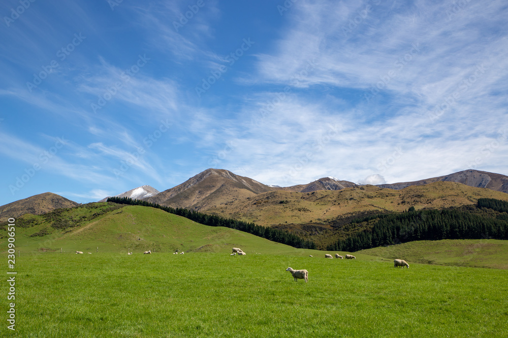 Sheep graze in a field with green pastures and blue skies in Canterbury, New Zealand