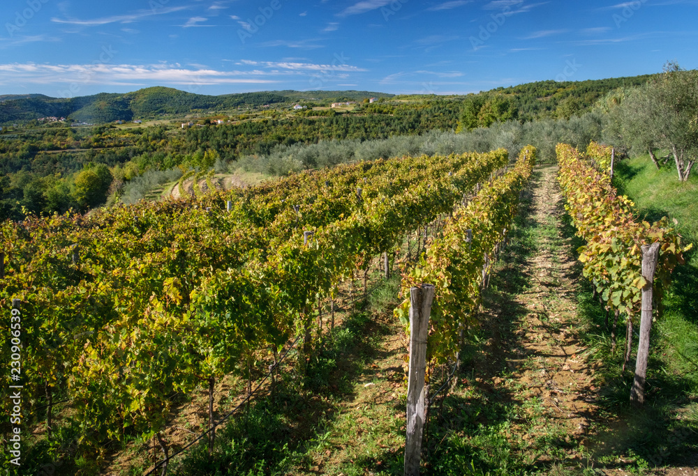 Croatia Vineyard 1