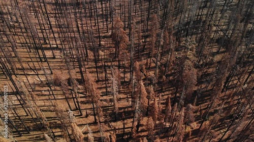 Aerial Shot Flying Above Burned Trees After Destructive Wildfire. photo