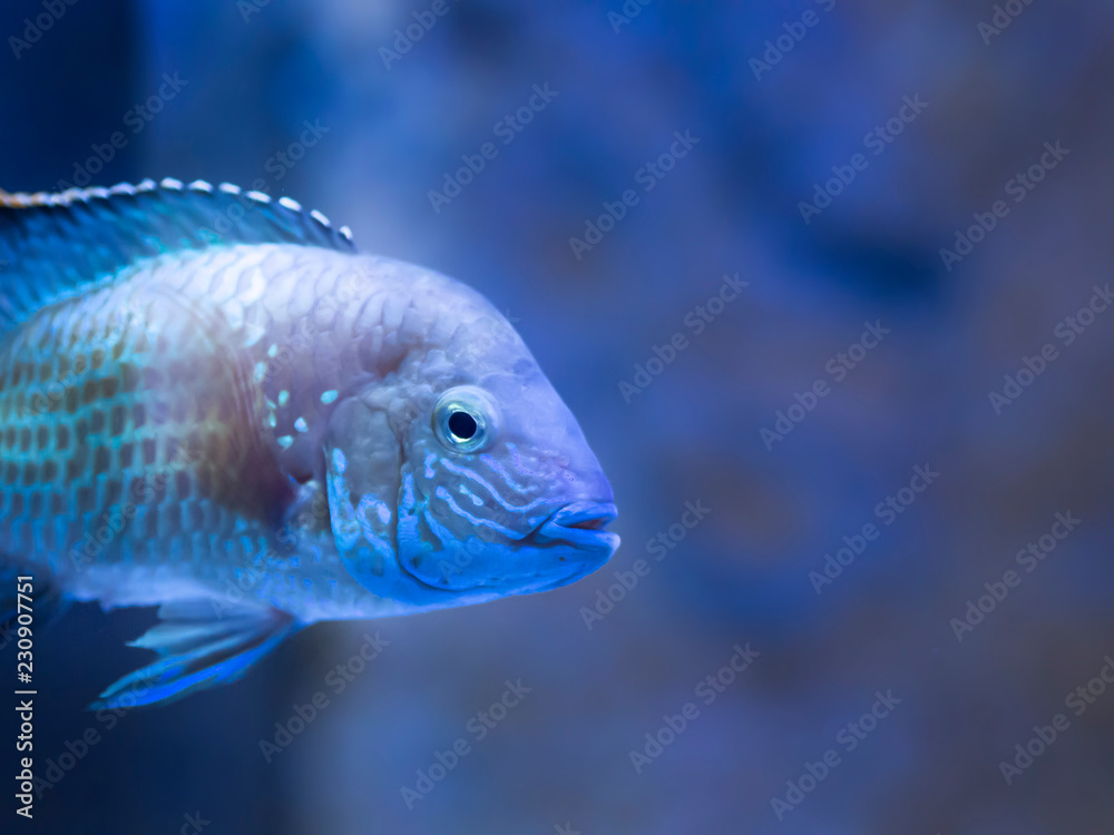 tropical aquarium fish in aquariums are spots tropical aquarium fish in aquariums are spots
