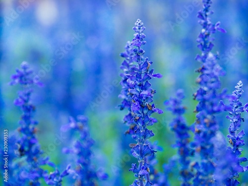 Blue Summer Flowers