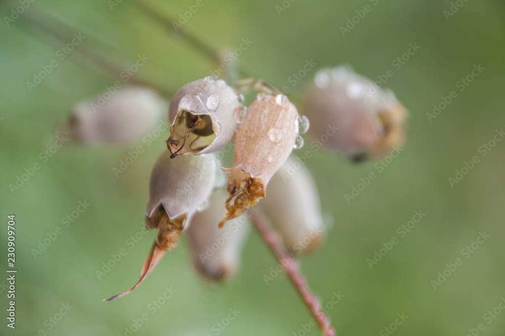 Flor seca de argaña o brecina bajo la lluvia (erica cinerea, calluna vulgaris)