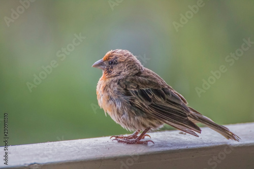 Close Up Fluffy Orange House Finch on Railing with Green Background