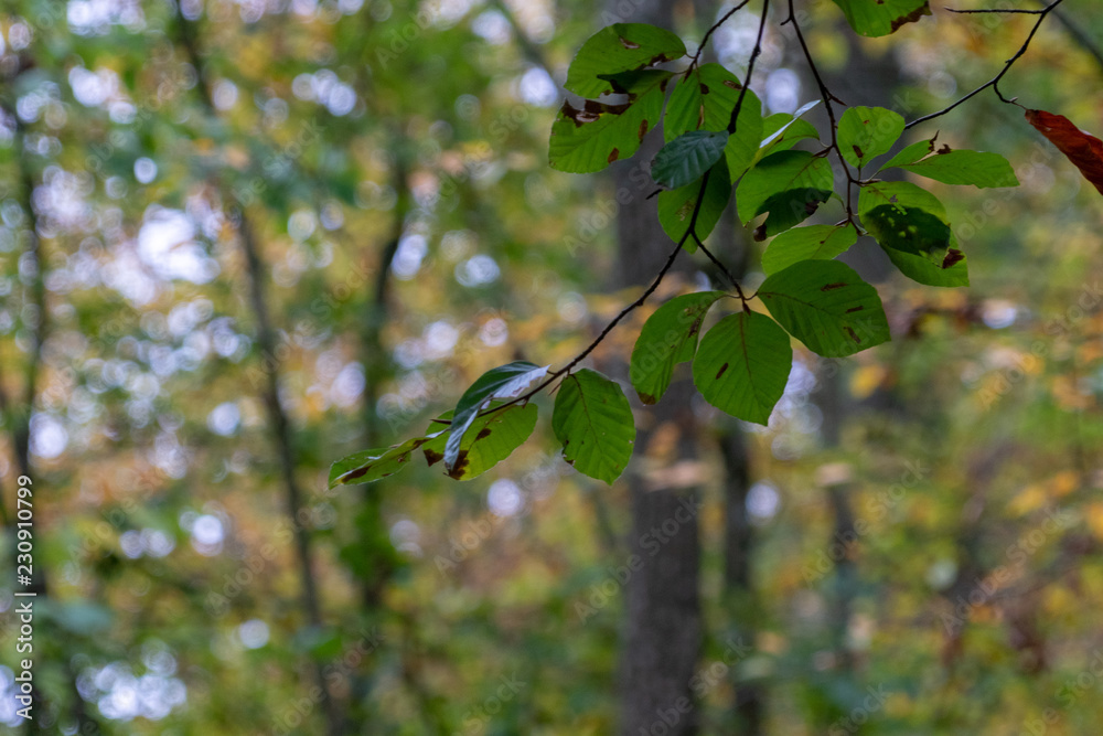 Blätter im Wald