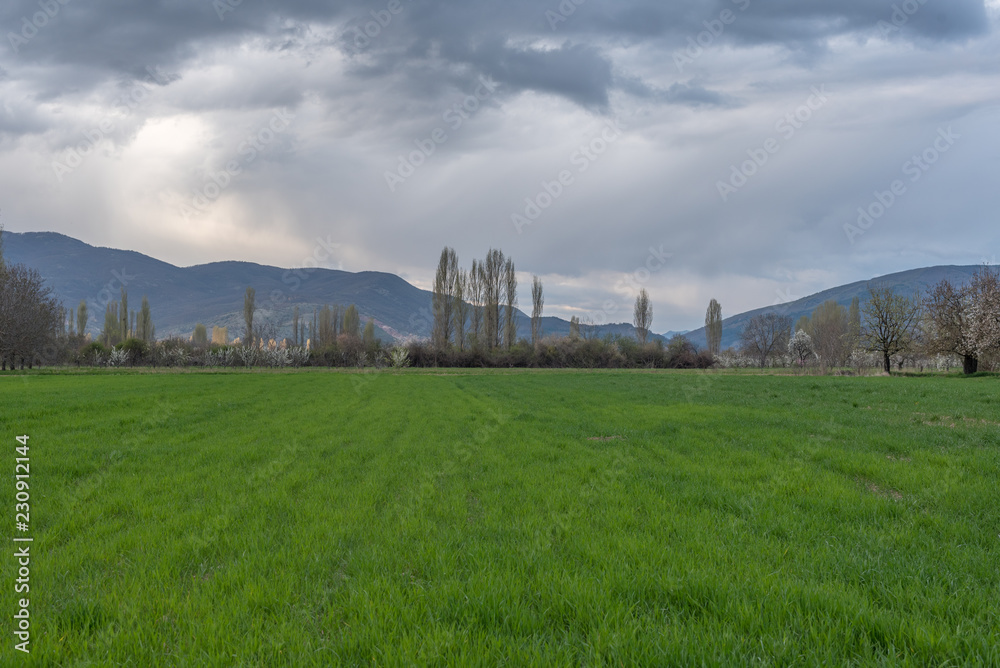 wheat field in spring