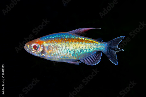 Obraz na plátně Portrait of aquarium fish - Congo tetra (Phenacogrammus interruptus) on black ba