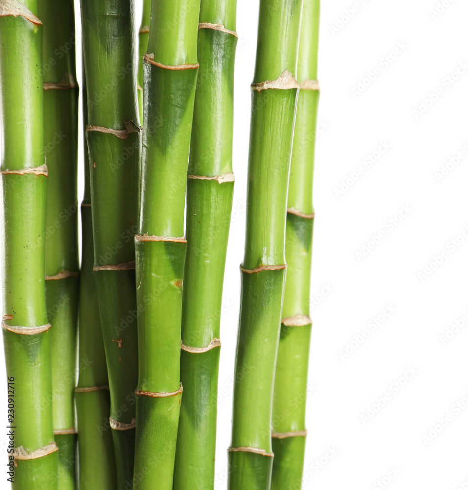 Beautiful green bamboo stems on white background Beautiful green bamboo stems on white background