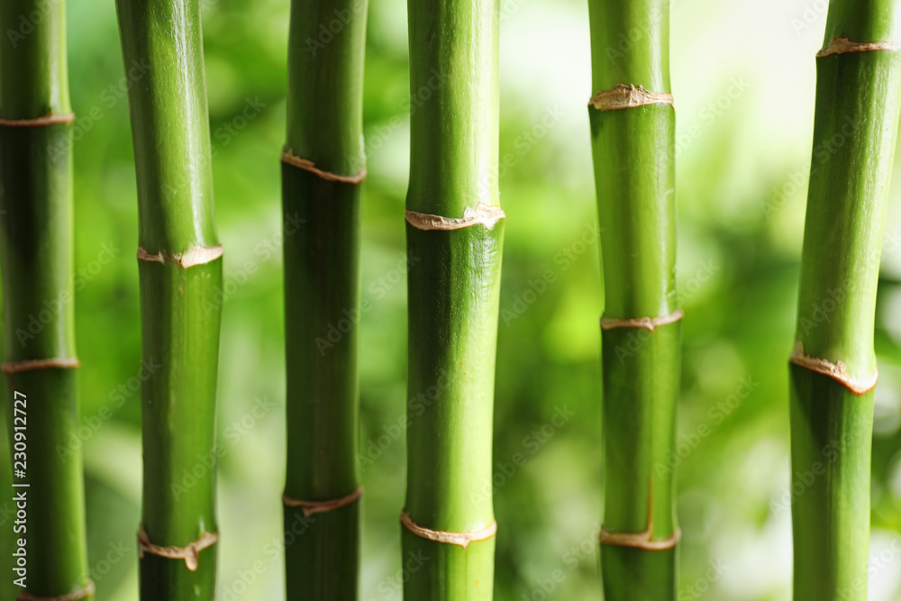 Beautiful green bamboo stems on blurred background Beautiful green bamboo stems on blurred background