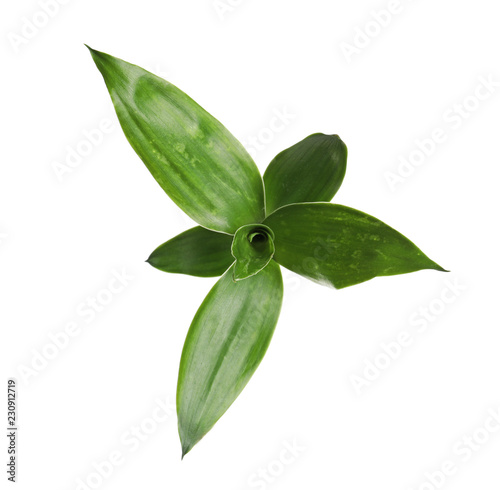 Beautiful green bamboo leaves on white background