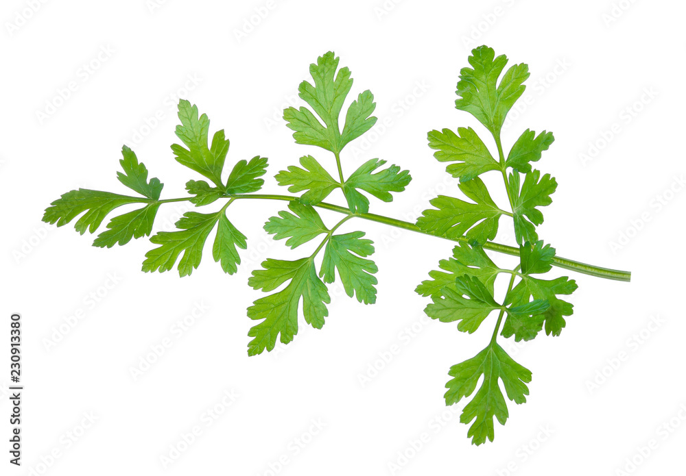 Parsley isolated on white background Parsley isolated on white background