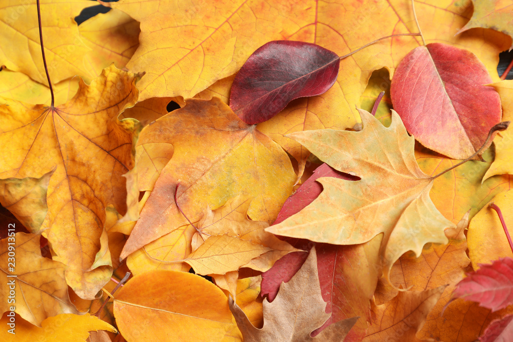 Many autumn leaves as background, top view