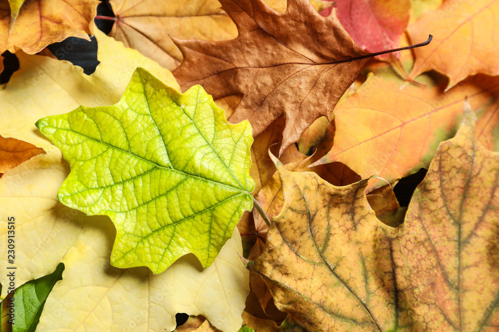 Many autumn leaves as background, top view Many autumn leaves as background, top view