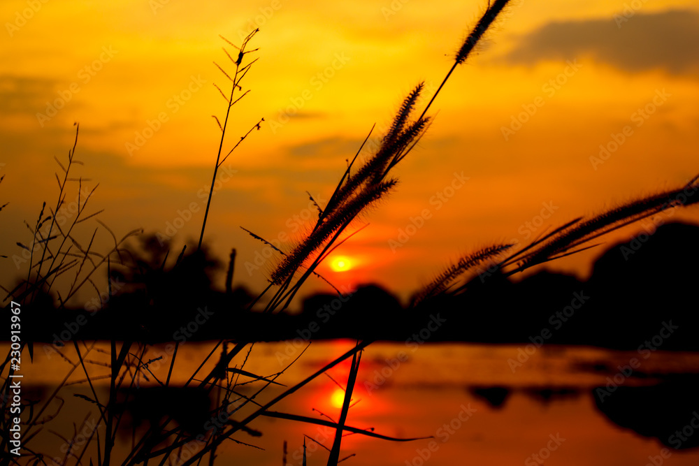 Naklejka premium Silhouette of grass flowers close-up at sunset