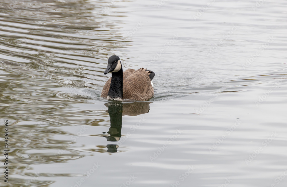 Fototapeta premium Goose swimming in water