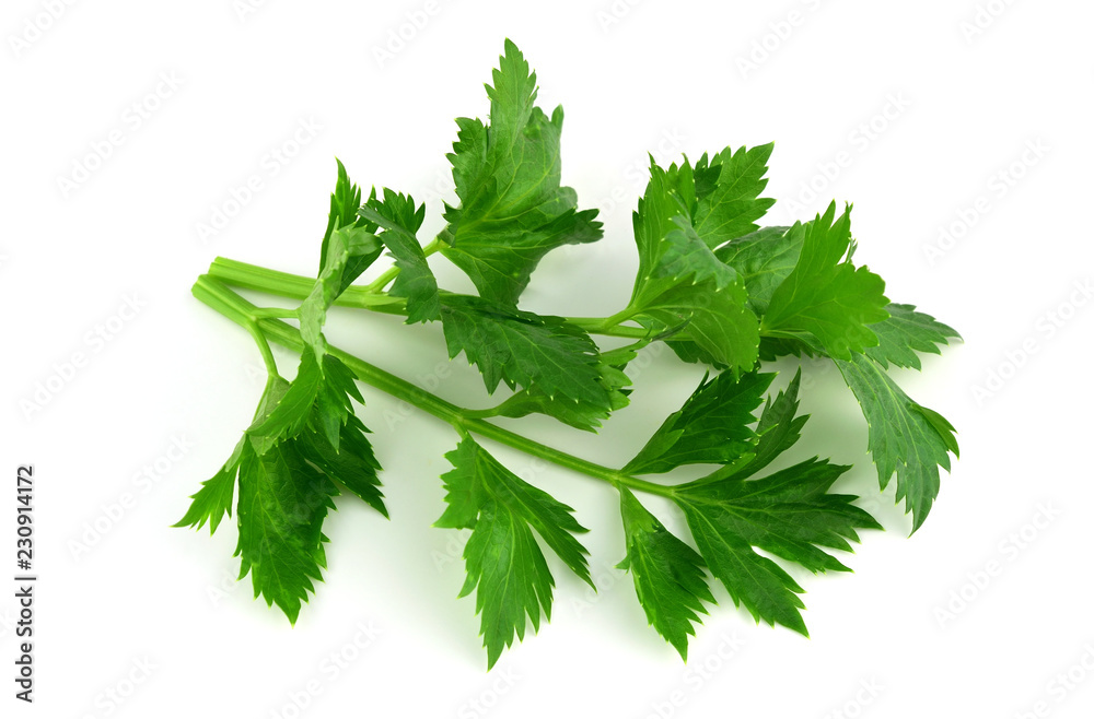Garden Celery Salad Green Closeup (Apium) Isolated on White. Garden Celery Salad Green Closeup (Apium) Isolated on White.