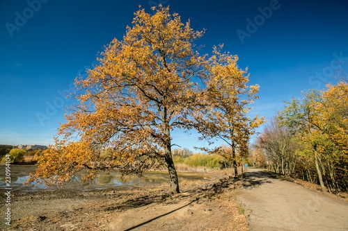 Bright colorful view of sunny autumn landscape, clear blue sky, orange trees, stony embankment, shadows, foot path