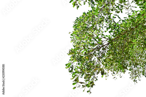 Green leaves isolated on white background. with clipping path
