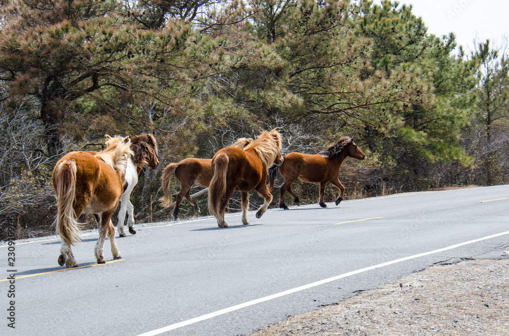 Wild horses gallup along the side of the road in Assateague Island National Seashore in Maryland Wild horses gallup along the side of the road in Assateague Island National Seashore in Maryland