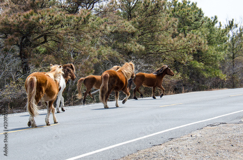 Wild horses gallup along the side of the road in Assateague Island National Seashore in Maryland © MelissaMN