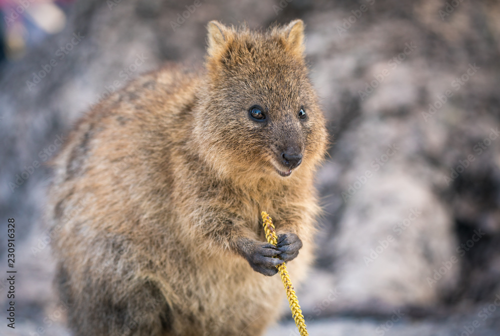 Quokka Quokka