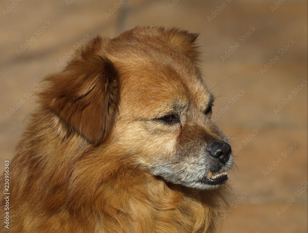 Pekinkgese-Pinscher-Portrait Pekinkgese-Pinscher-Portrait