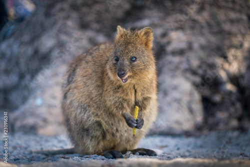 Quokka photo