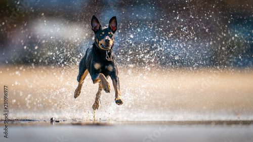 Εκτύπωση καμβά Australian Kelpie