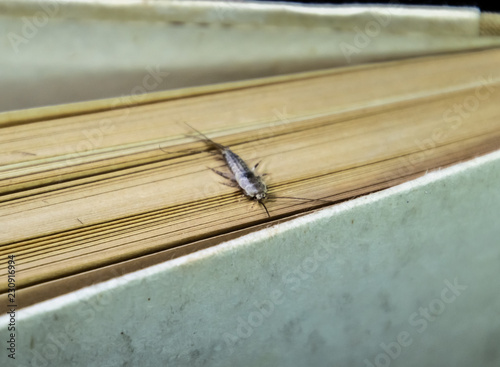 Insect feeding on paper - silverfish. Pest books and newspapers. Lepismatidae, Thermobia domestica. photo