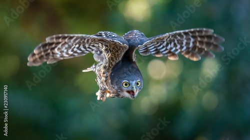 Barking Owl