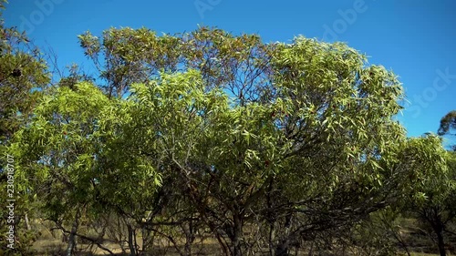 Wild peach tree in the breeze South Australia photo