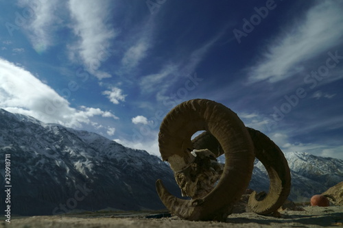 the skull of a mountain sheep, the Pamir mountains,