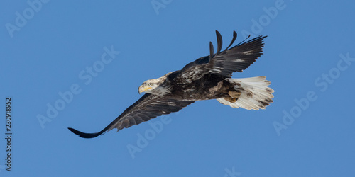 Stretched Juvenile Bald Eagle