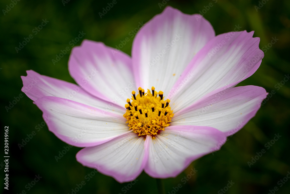Cosmos Flower / Furusato Plaza in Sakura City, Chiba Prefecture, Japan Cosmos Flower / Furusato Plaza in Sakura City, Chiba Prefecture, Japan