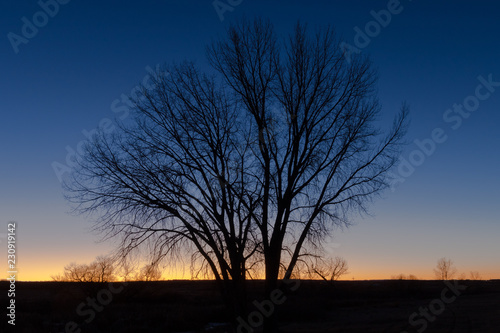 Tree Silhouette © David