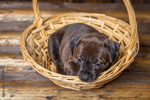 Fototapeta Naklejka Na Ścianę i Meble -  english staffordshire bull terrier puppy lying in wicker basket 
