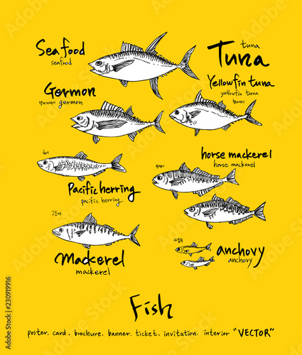 해산물 일러스트 / 손으로 그린 수산물 그림