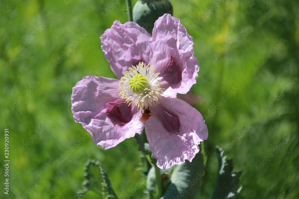 Obraz premium bee on flower