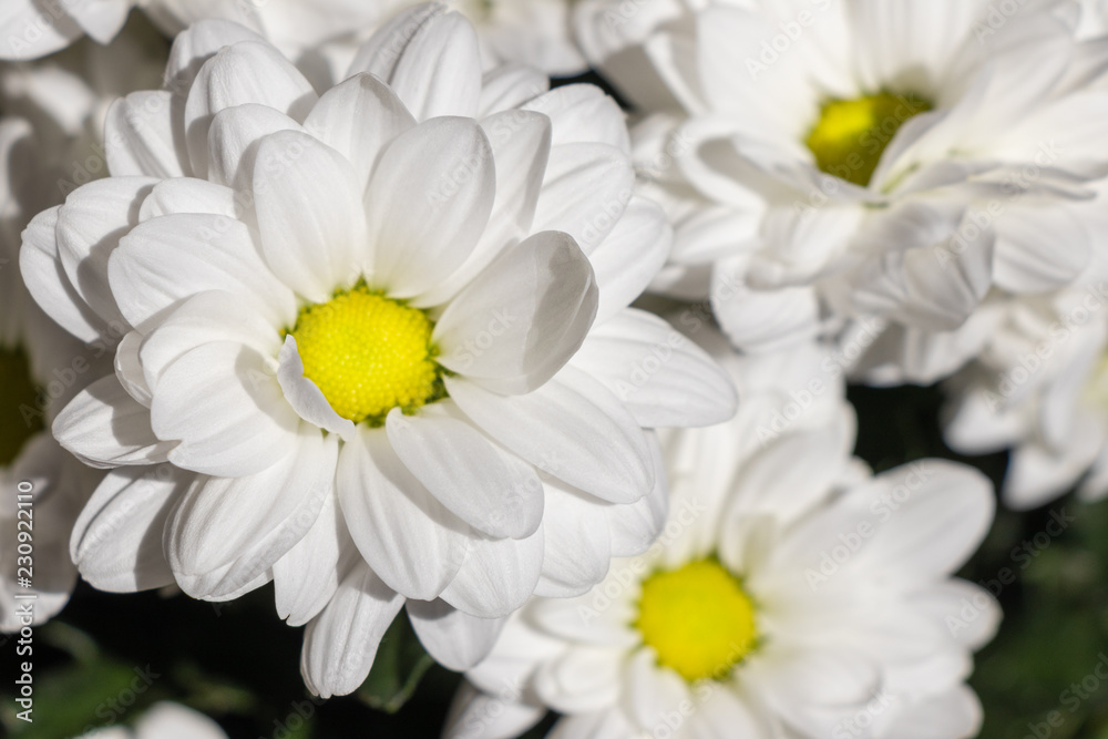 background. beautiful flowers white daisies background. beautiful flowers white daisies