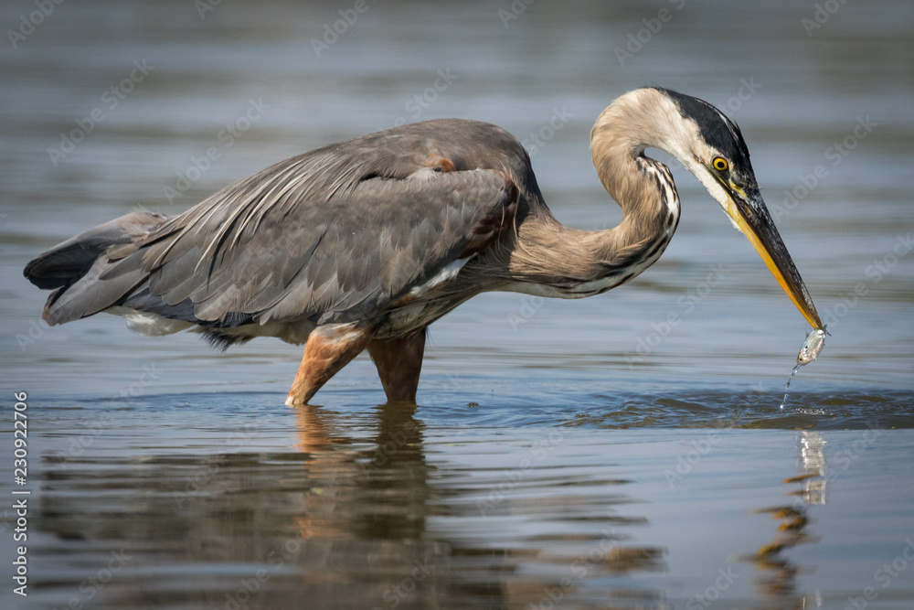 Fototapeta premium Heron catch closeup