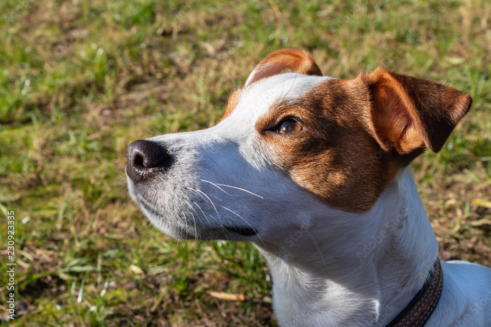 background. in the park on the green grass, the dog breed Jack Russell Terrier plays, the color is white with brown spots