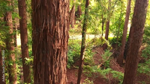 An aerial slow rising shot of the trunk of a large redwood tree in the Santa Cruz Mountains