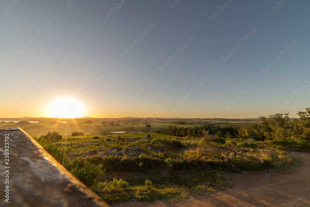 Sunset over a Vast Uruguay Vineyard, South America